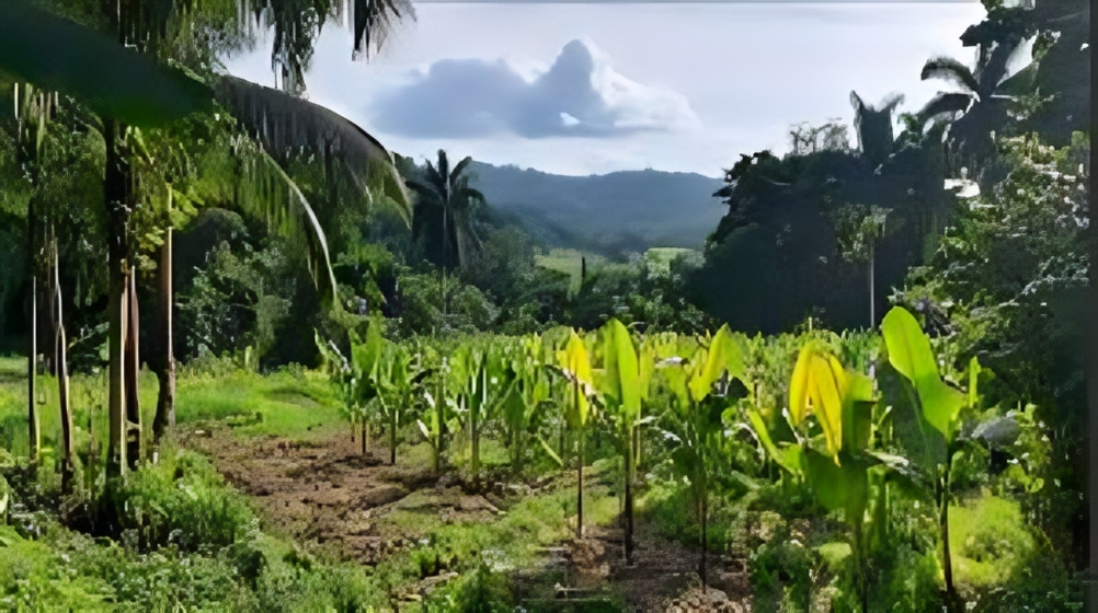 Government Reforms Tree Cutting Rules to Encourage Agroforestry on Farmlands