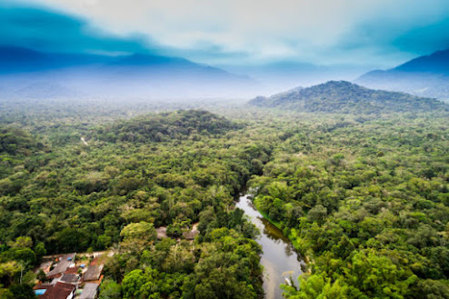 Amazon Rainforest in South America showcasing dense biodiversity and climate significance on World Rainforest Day 2025