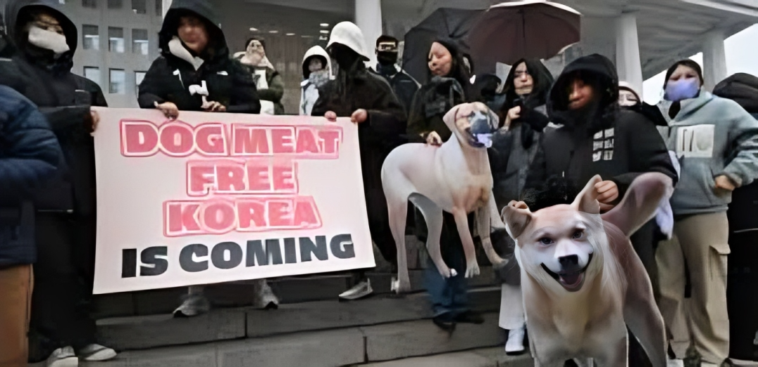 South Korea Bans Dog Meat Industry by 2027 Nationwide
