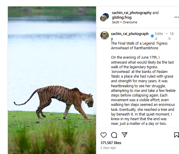 Emotional Farewell: Tigress Arrowhead’s Last Moments in Ranthambore | Watch Viral Video