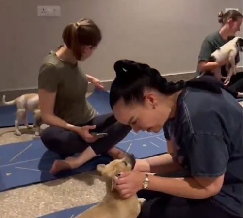 International Yoga Day 2025 celebrated with puppy yoga by Australian High Commission